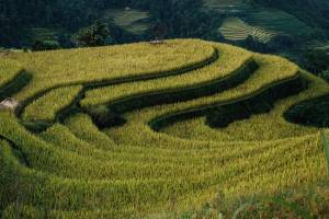 Noémy SMECICAS - SMECICAS NOEMY